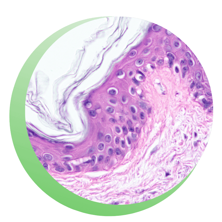Microscopic image of stained tissue 3