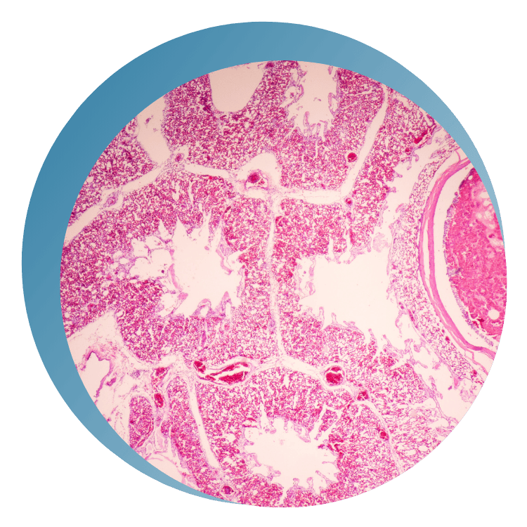 Microscopic image of a stained tissue section showing pink and purple cellular structures within circular and branching patterns
