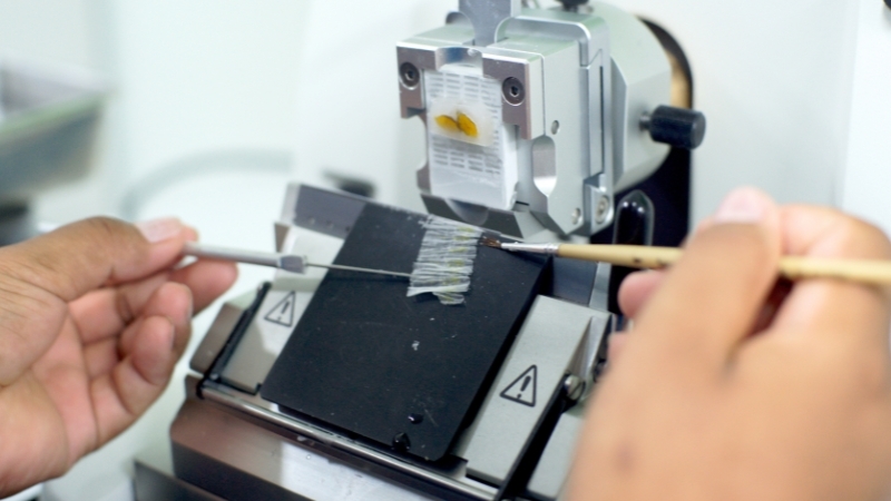 Close-up of a technician using a microtome to prepare thin tissue sections for microscopic examination